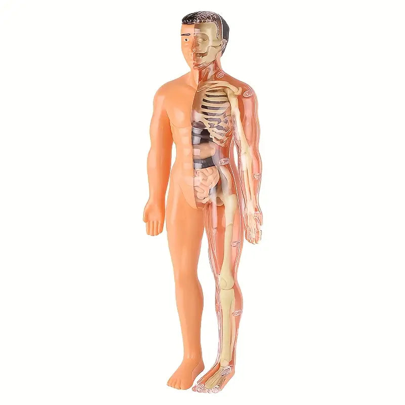 Maquette Anatomique Humaine Transparente – Modèle Éducatif avec Organes et Squelette pour Études Médicales