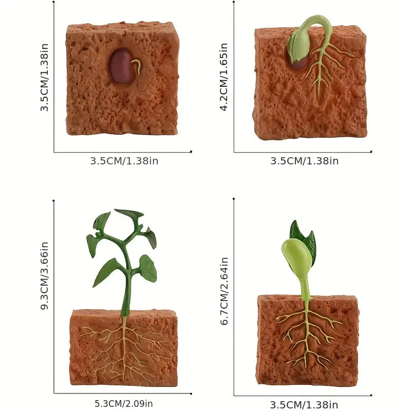 Maquette Éducative Cycle de Vie des Plantes – Jouet Scientifique pour Apprentissage et Observation des Enfants