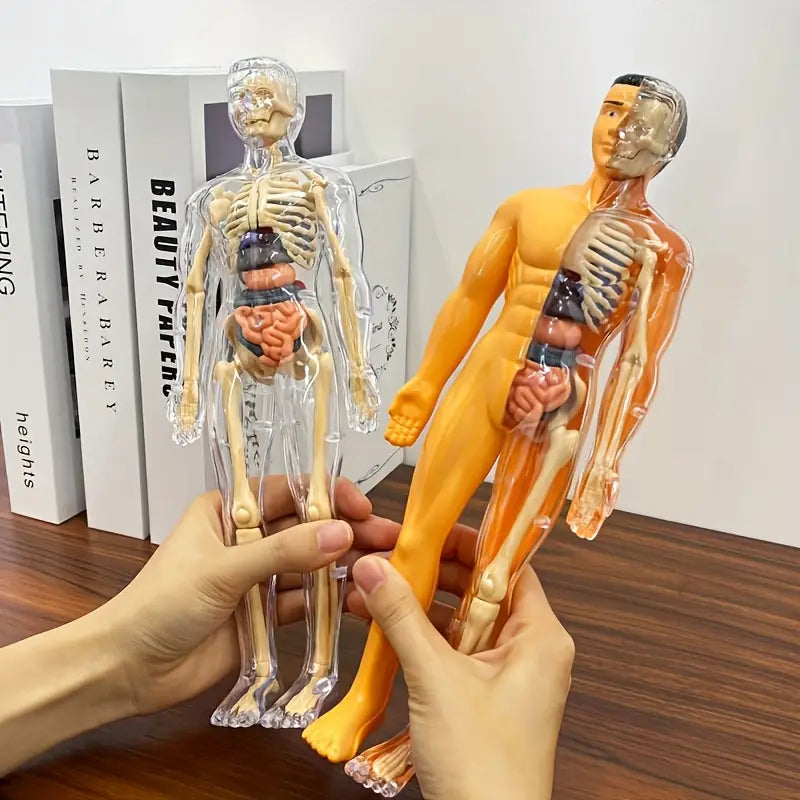 Maquette Anatomique Humaine Transparente – Modèle Éducatif avec Organes et Squelette pour Études Médicales