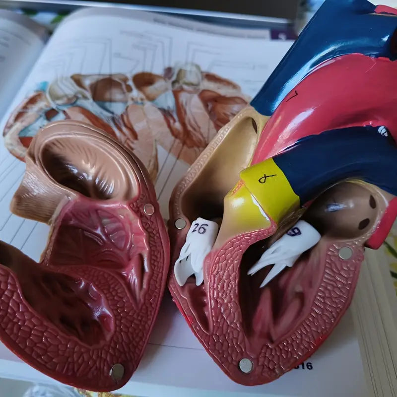 Maquette Anatomique du Cœur Humain – Modèle 3D Éducatif et Scientifique pour l’Apprentissage