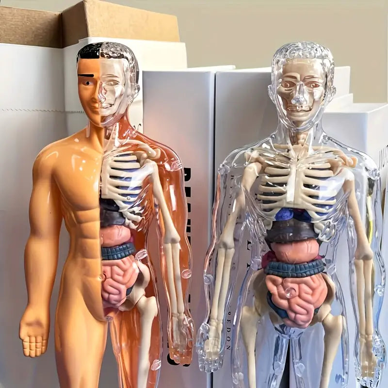 Maquette Anatomique Humaine Transparente – Modèle Éducatif avec Organes et Squelette pour Études Médicales