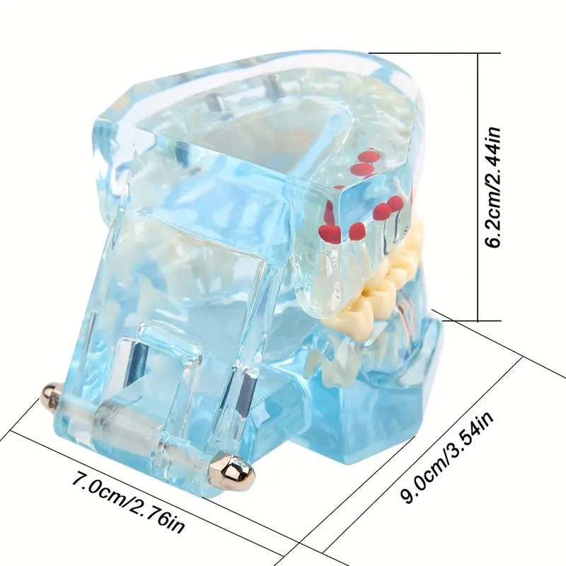 Modèle de Mâchoire Articulée avec Dents – Maquette Anatomique Colorée pour Formation et Démonstration Dentaire