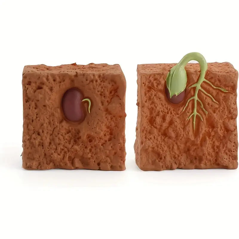 Maquette Éducative Cycle de Vie des Plantes – Jouet Scientifique pour Apprentissage et Observation des Enfants