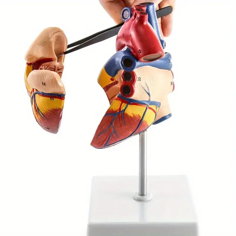Maquette Anatomique du Cœur Humain – Modèle 3D Éducatif et Scientifique pour l’Apprentissage