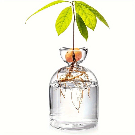 Vase de Germination pour Noyau d’Avocat – Design en Verre Épuré pour Culture Hydroponique