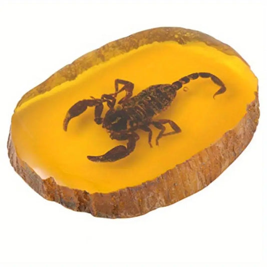 Scorpion Réel Fossilisé dans Résine – Spécimen Éducatif et Scientifique pour Collection et Étude