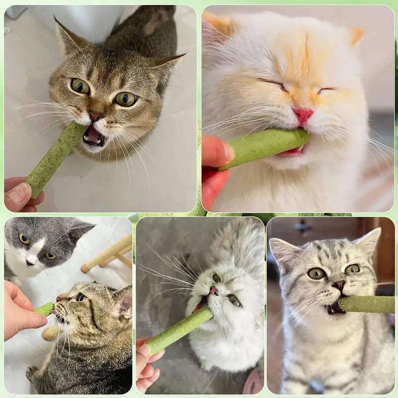 Bâtonnets à l’Herbe à Chat Naturels – Friandises Dentaires pour Chats | 100% Naturels et Digestes