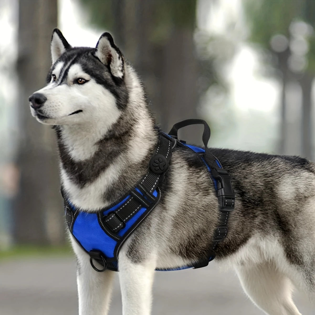 Support silicone pour médailles AirTag – Sécurité et confort pour votre animal