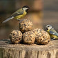 Boules de Graisse Haute Énergie pour Oiseaux – Seau de 50 Boules Johnston & Jeff – Aliment Sauvage Toute Saison
