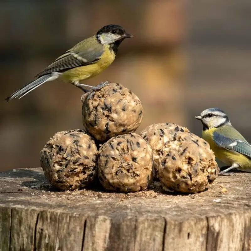 Boules de Graisse Haute Énergie pour Oiseaux – Seau de 50 Boules Johnston & Jeff – Aliment Sauvage Toute Saison