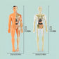 Maquette Anatomique Humaine Transparente – Modèle Éducatif avec Organes et Squelette pour Études Médicales