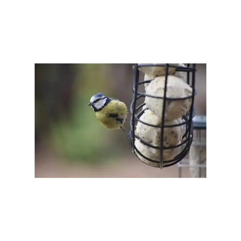 Boules de Graisse Haute Énergie pour Oiseaux – Seau de 50 Boules Johnston & Jeff – Aliment Sauvage Toute Saison