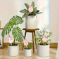 Bulbes d’Arrosage Automatique en Forme de Tulipe – Lot de 1/2/4 Goutteurs Décoratifs pour Plantes en Pot