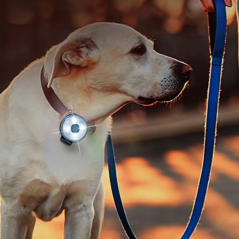 Lumière de sécurité LED pour collier – Accessoire personnalisable pour animaux de compagnie