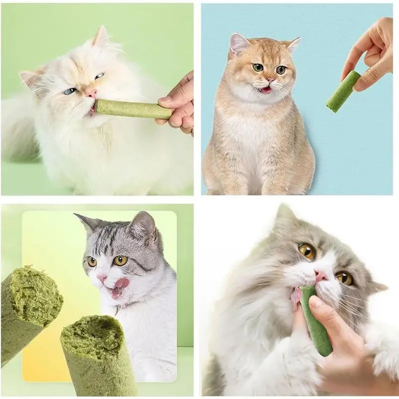 Bâtonnets à l’Herbe à Chat Naturels – Friandises Dentaires pour Chats | 100% Naturels et Digestes