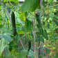 Filet de Support pour Plantes Grimpantes – Idéal Tomates, Concombres, Haricots – Jardin Potager