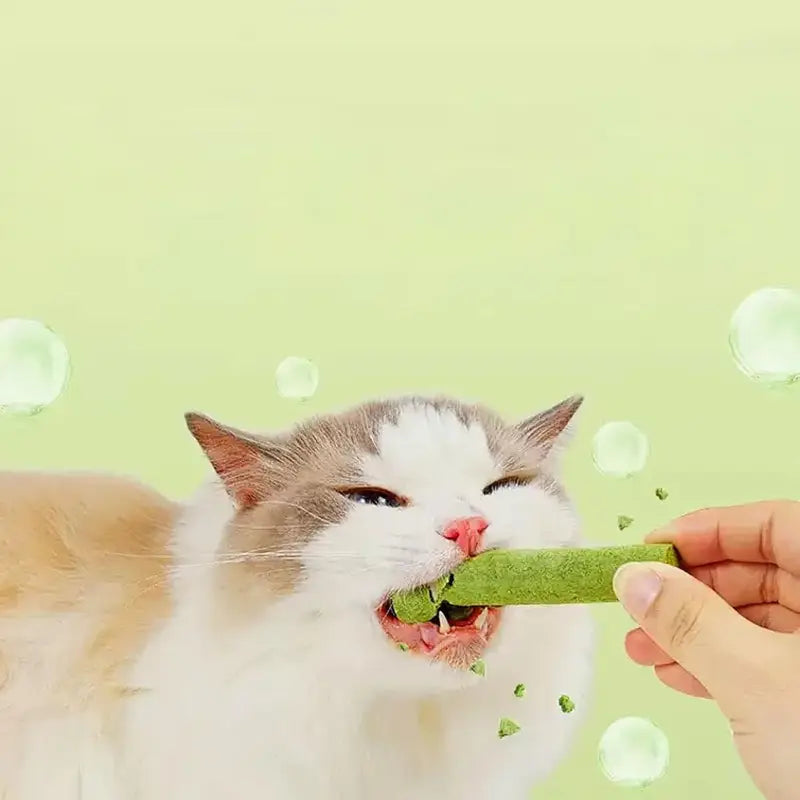 Bâtonnets à l’Herbe à Chat Naturels – Friandises Dentaires pour Chats | 100% Naturels et Digestes