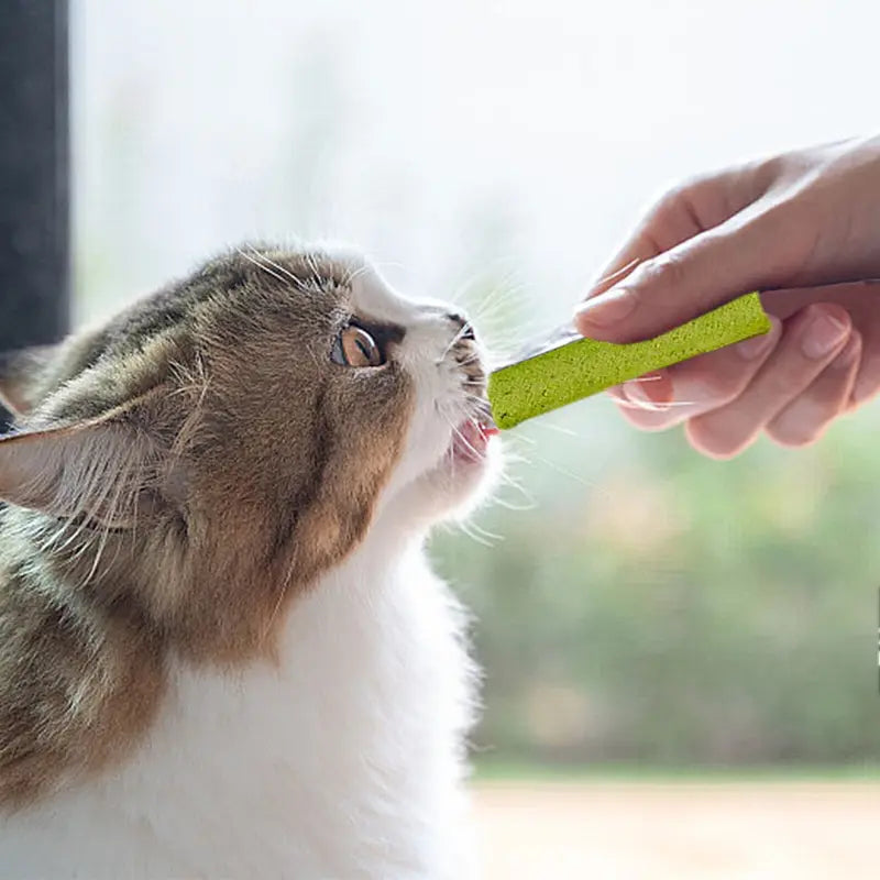 Bâtonnets à l’Herbe à Chat Naturels – Friandises Dentaires pour Chats | 100% Naturels et Digestes