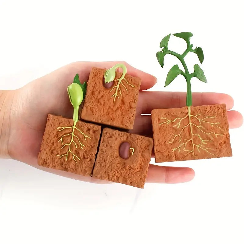 Maquette Éducative Cycle de Vie des Plantes – Jouet Scientifique pour Apprentissage et Observation des Enfants