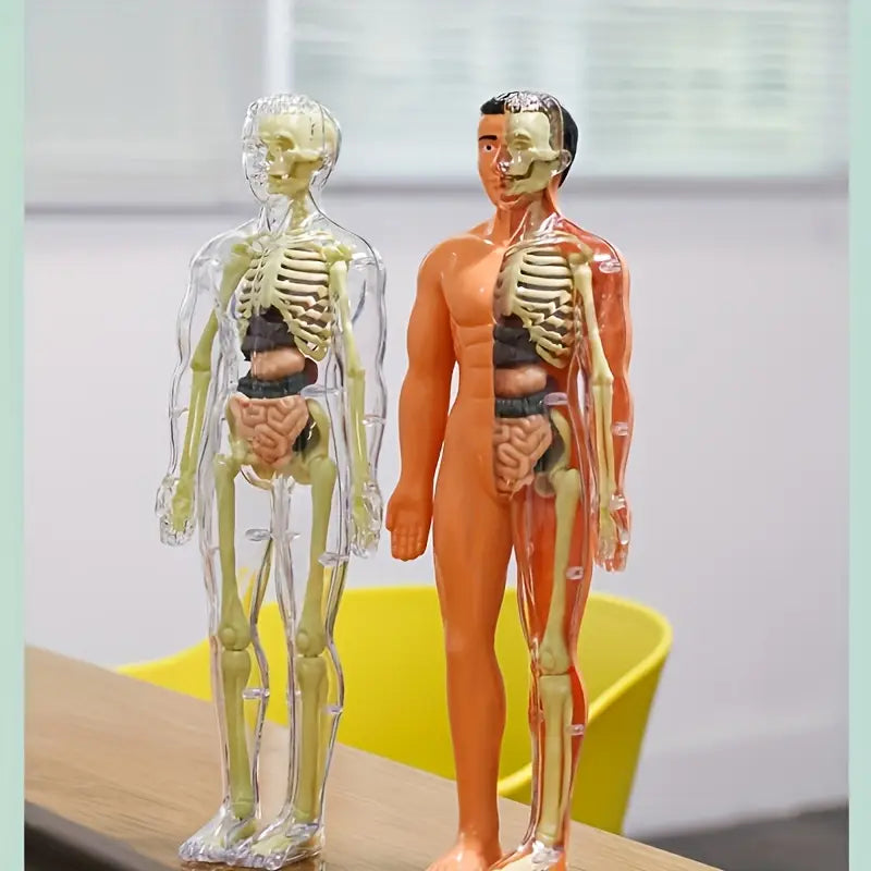 Maquette Anatomique Humaine Transparente – Modèle Éducatif avec Organes et Squelette pour Études Médicales