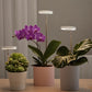 Lampe LED de Croissance pour Plantes d’Intérieur – Lumière Anneau à Spectre Complet pour Serres et Jardins Intérieurs