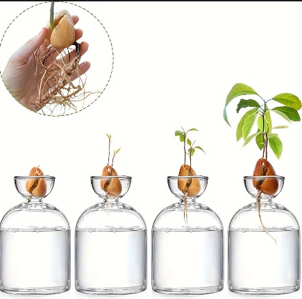 Vase de Germination pour Noyau d’Avocat – Design en Verre Épuré pour Culture Hydroponique
