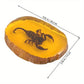 Scorpion Réel Fossilisé dans Résine – Spécimen Éducatif et Scientifique pour Collection et Étude
