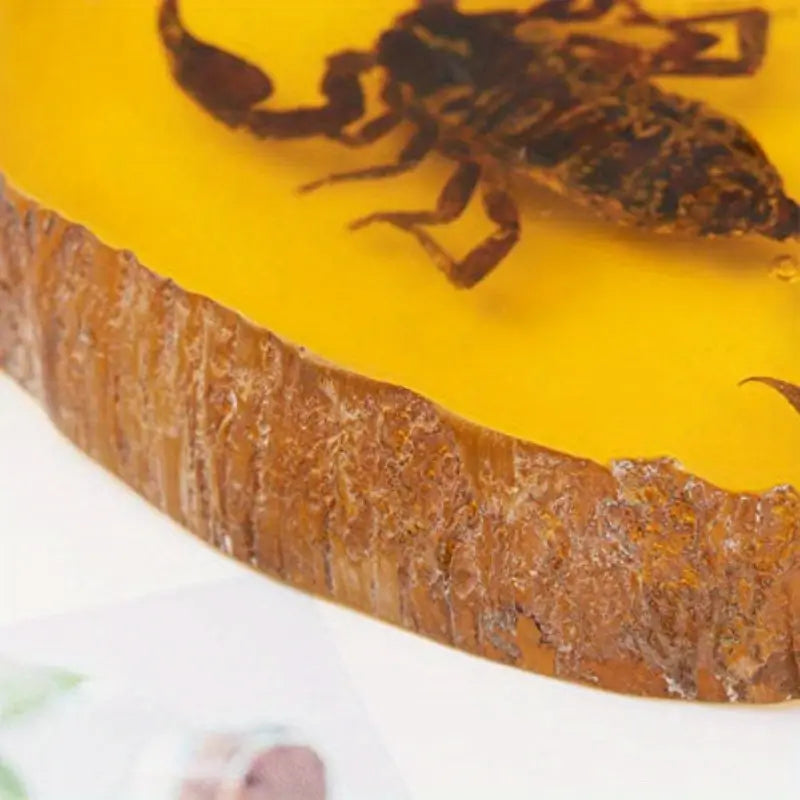 Scorpion Réel Fossilisé dans Résine – Spécimen Éducatif et Scientifique pour Collection et Étude