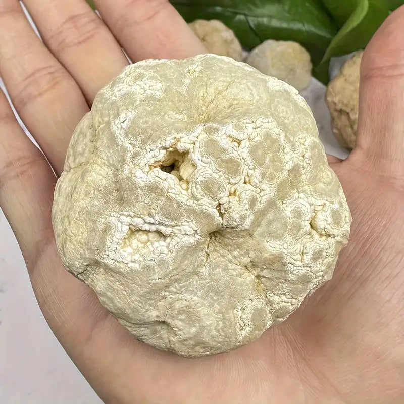 Boules Naturelles Séchées pour Décoration et Artisanat – Matériau Durable pour Projets Industriels et Créatifs