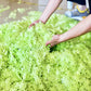 Stickers étoiles phosphorescentes – Décoration murale fluorescente pour plafond, chambre ou jardin