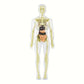 Maquette Anatomique Humaine Transparente – Modèle Éducatif avec Organes et Squelette pour Études Médicales