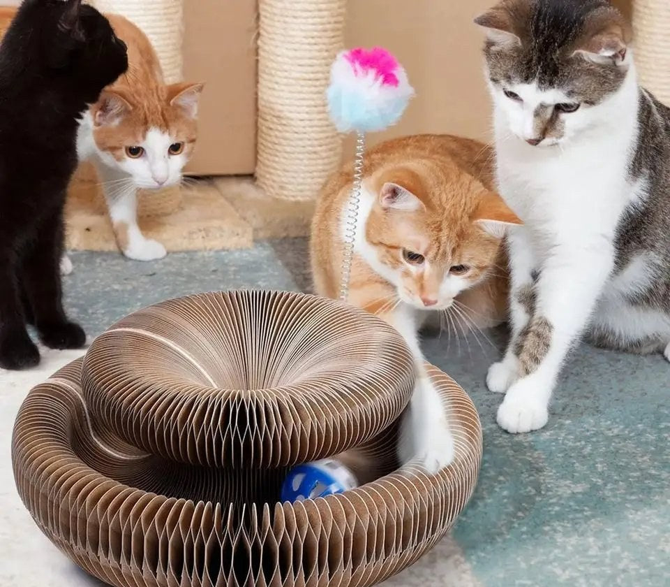 Griffoir Accordéon pour Chat avec Balle à Grelot – Jouet, Griffoir et Refuge 3 en 1